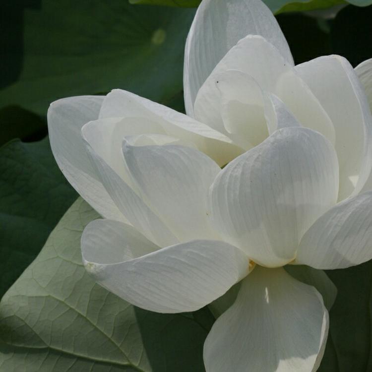 有福正志（饰 汉方医） - 动画电影国语在线观看 - 线上追剧